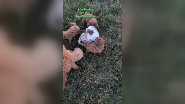 Video preview image #1 Poodle (Miniature) Puppy For Sale in GOSHEN, IN, USA