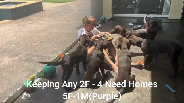 Video preview image #5 Flat Coated Retriever Puppy For Sale in LAHAINA, HI, USA