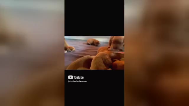 Video preview image #2 Golden Retriever Puppy For Sale in BUFFALO, MO, USA