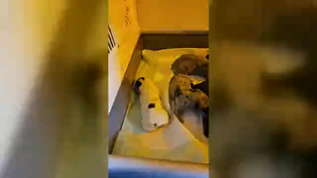 Video preview image #1 French Bulldog Puppy For Sale in FENTON, MO, USA