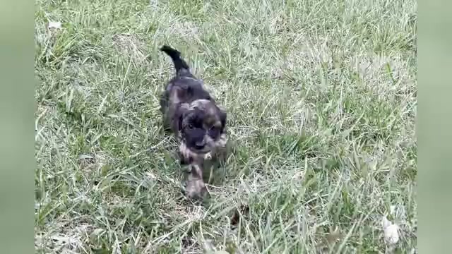 Video preview image #2 YorkiePoo Puppy For Sale in WARSAW, IN, USA