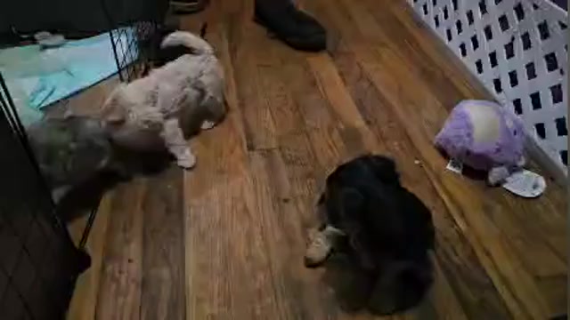 Video preview image #1 Morkie Puppy For Sale in WACO, TX, USA