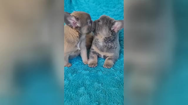 Video preview image #2 French Bulldog Puppy For Sale in LAS VEGAS, NV, USA