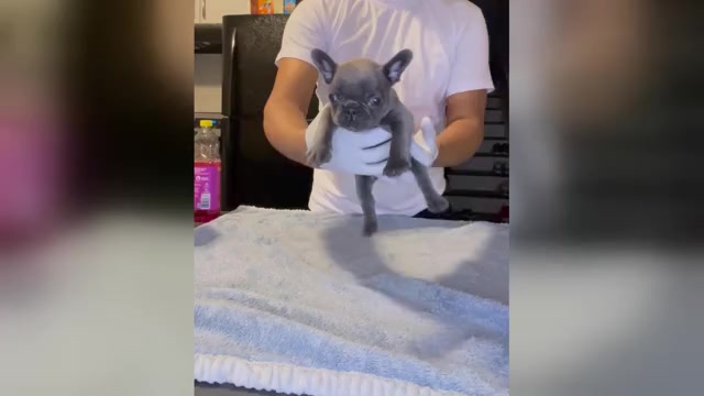 Video preview image #1 French Bulldog Puppy For Sale in DECATUR, GA, USA