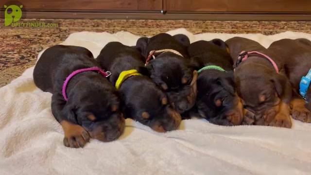 Video preview image #1  Breeder Profile in BOYD, TX, USA
