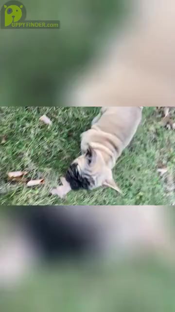 Video preview image #2 French Bulldog Puppy For Sale in MADISONVILLE, KY, USA