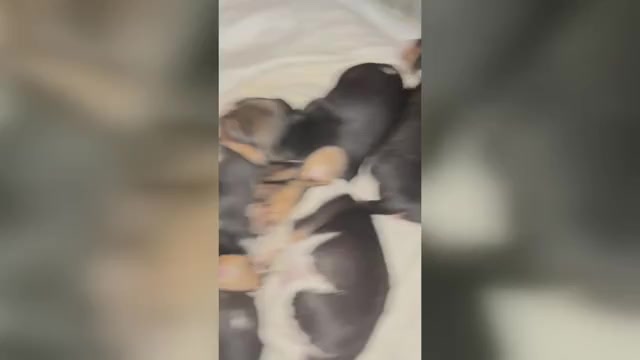 Video preview image #2  Breeder Profile in FORT DODGE, IA, USA