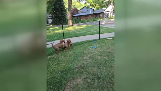 Video preview image #3 Vizsla Puppy For Sale in PINCKNEY, MI, USA