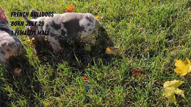 Video preview image #2 French Bulldog Puppy For Sale in GOSHEN, IN, USA