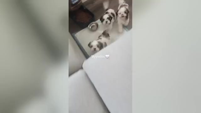 Video preview image #1 Shih Tzu Puppy For Sale in BAKERSFIELD, CA, USA