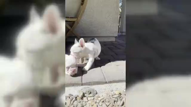 Video preview image #1 French Bulldog Puppy For Sale in LAS VEGAS, NV, USA