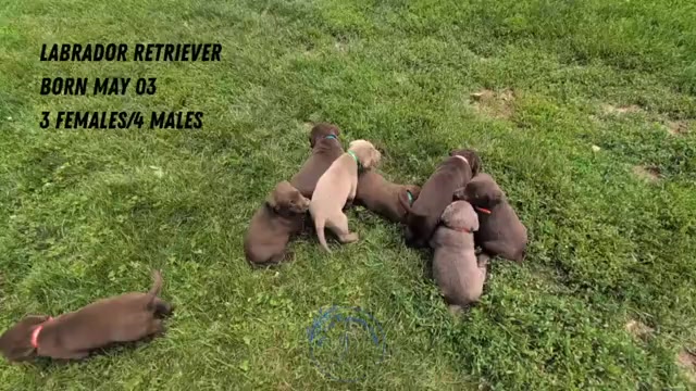 Video preview image #7 Labrador Retriever Puppy For Sale in GOSHEN, IN, USA
