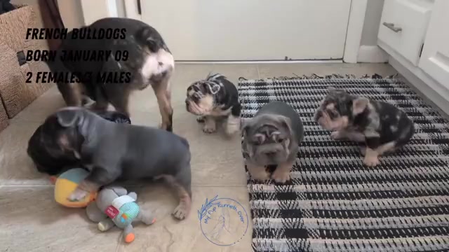 Video preview image #3 French Bulldog Puppy For Sale in GOSHEN, IN, USA