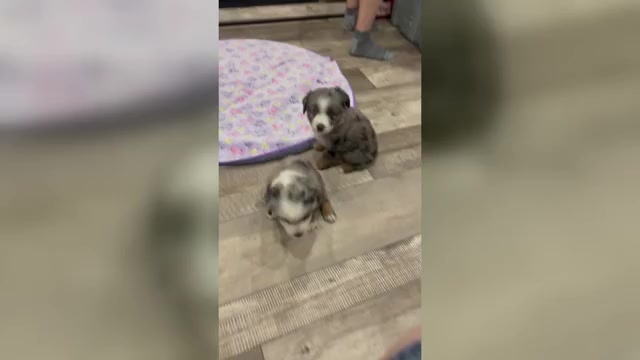 Video preview image #4 Miniature Australian Shepherd Puppy For Sale in TERRELL, TX, USA