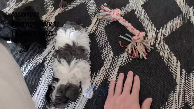 Video preview image #1 Cockapoo (Miniature) Puppy For Sale in GOSHEN, IN, USA