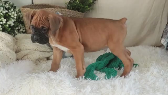 Video preview image #1 Boxer Puppy For Sale in SHIPSHEWANA, IN, USA