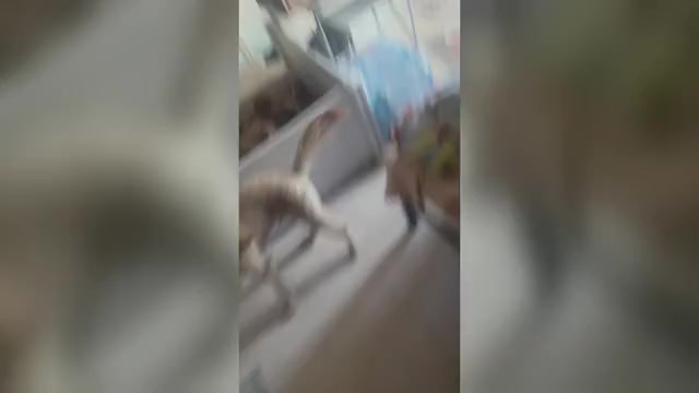 Video preview image #3 Goldendoodle (Miniature) Puppy For Sale in LOVES PARK, IL, USA