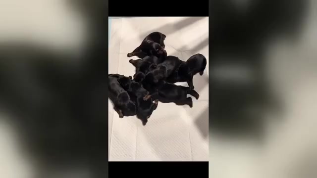 Video preview image #1 Doberman Pinscher Puppy For Sale in HUNTSVILLE, AL, USA