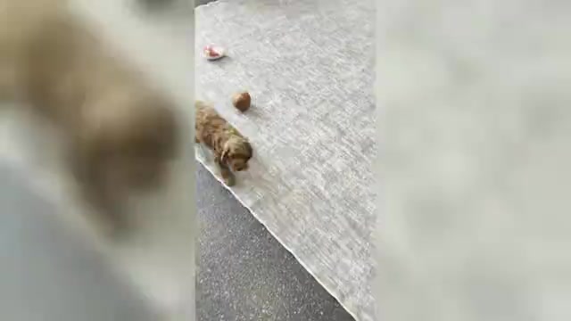 Video preview image #3 Cavapoo (Miniature) Puppy For Sale in WARSAW, IN, USA