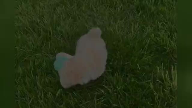 Video preview image #1 Maltipoo Puppy For Sale in WARSAW, IN, USA