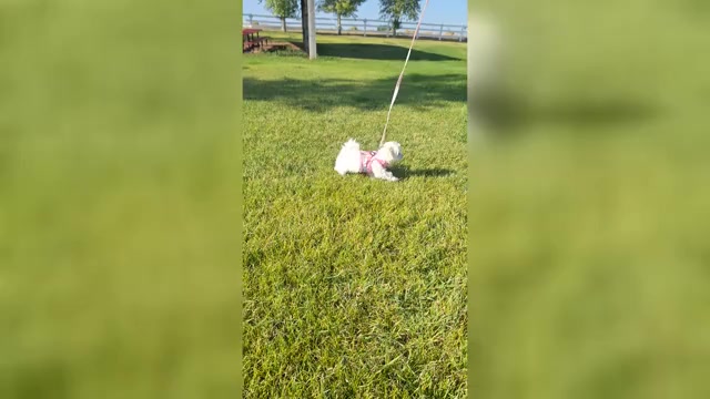 Video preview image #2 Maltese Puppy For Sale in BEAR RIVER, WY, USA