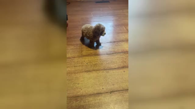 Video preview image #1 Poodle (Miniature) Puppy For Sale in MATTOON, IL, USA