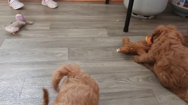 Video preview image #1 Cavapoo Puppy For Sale in CARLISLE, KY, USA