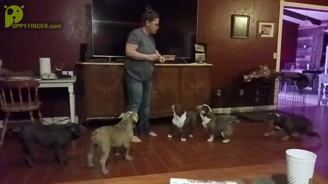 Video preview image #2  Breeder Profile in MCALESTER, OK, USA