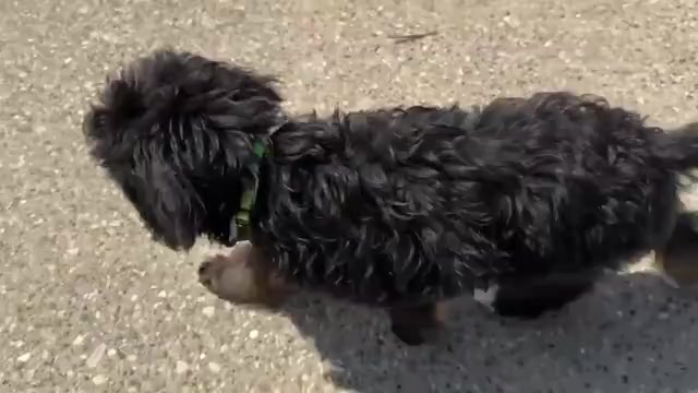 Video preview image #1 Bernedoodle Puppy For Sale in WOLCOTT, IN, USA