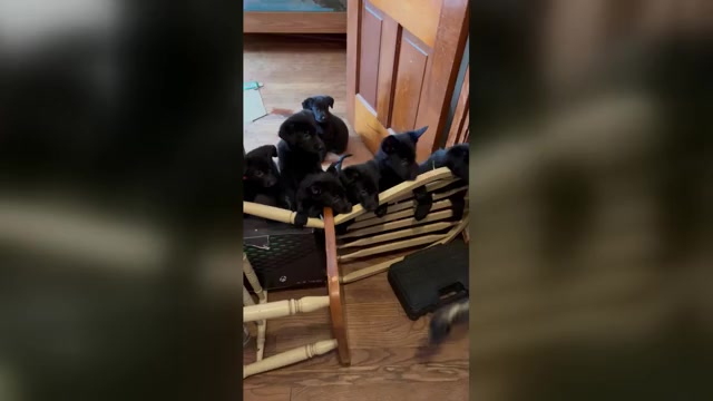 Video preview image #1 German Shepherd Dog Puppy For Sale in HAMILTON, OH, USA