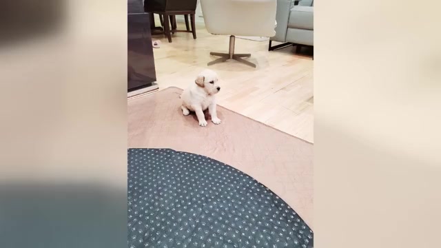 Video preview image #5  Breeder Profile in SPRING VALLEY, NY, USA