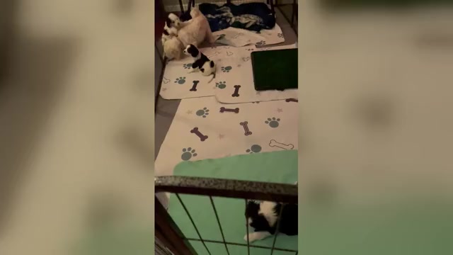 Video preview image #1 Cavachon Puppy For Sale in OLYMPIA, WA, USA