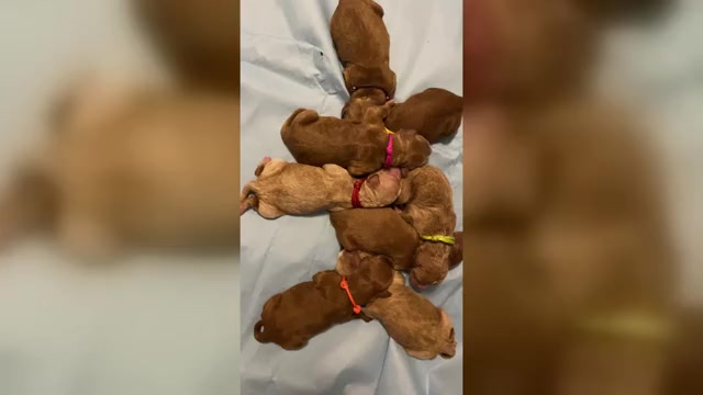 Video preview image #2 Goldendoodle Puppy For Sale in BREA, CA, USA