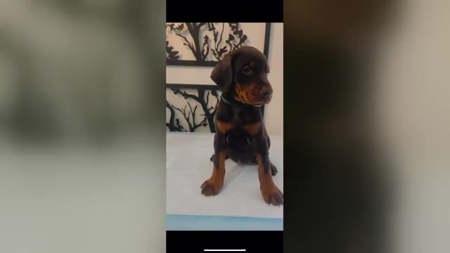 Video preview image #6 Doberman Pinscher Puppy For Sale in COLORADO SPRINGS, CO, USA