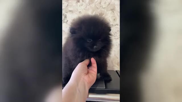 Video preview image #2 Pomeranian Puppy For Sale in Chisinau, Chisinau Municipality, Moldova