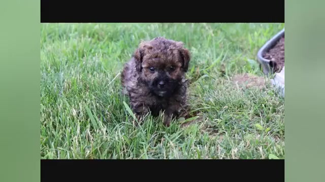 Video preview image #1 ShihPoo Puppy For Sale in CANTON, OH, USA