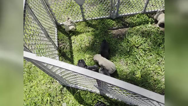 Video preview image #10 Pug Puppy For Sale in HILLSDALE, MI, USA