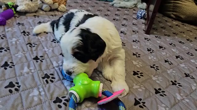 Video preview image #4 Bernedoodle mix (+ Poodle Standard) Puppy For Sale in GREENCASTLE, PA, USA