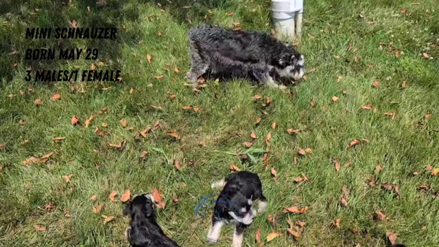 Video preview image #4 Schnauzer (Miniature) Puppy For Sale in GOSHEN, IN, USA