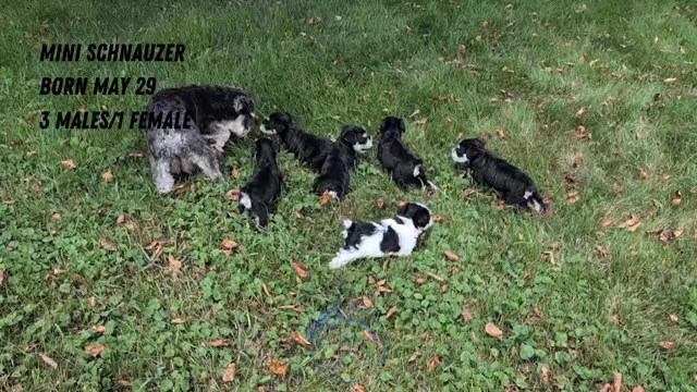 Video preview image #3 Schnauzer (Miniature) Puppy For Sale in GOSHEN, IN, USA