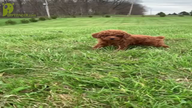 Video preview image #9 Poodle (Toy) Puppy For Sale in WARSAW, IN, USA