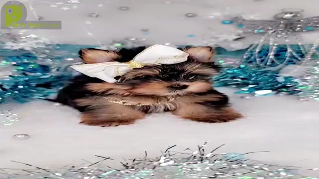 Video preview image #6  Breeder Profile in HARKER HEIGHTS, TX, USA
