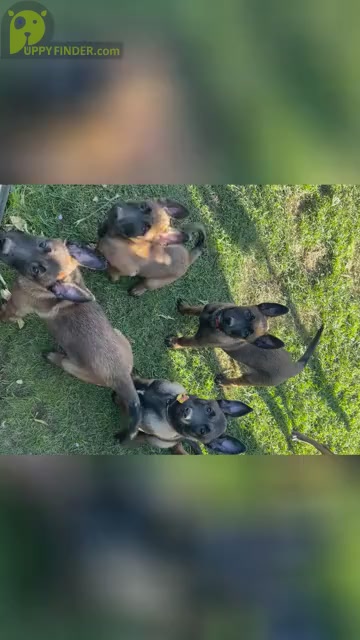 Video preview image #2 Belgian Malinois Puppy For Sale in WEST HILLS, CA, USA
