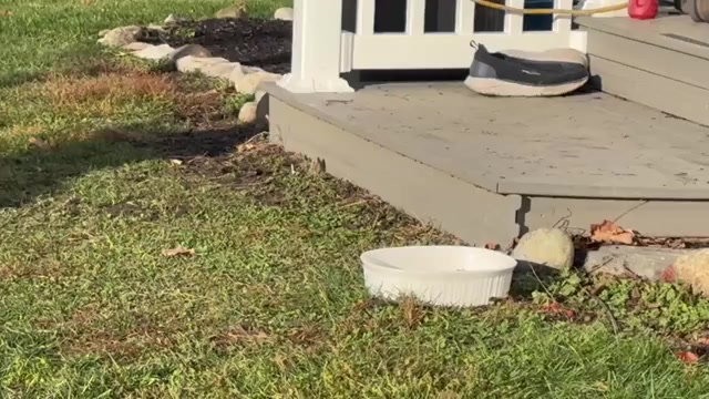 Video preview image #2 Cane Corso Puppy For Sale in MARION, OH, USA