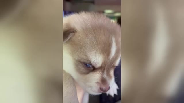 Video preview image #3 Pomsky Puppy For Sale in NORWICH, NY, USA
