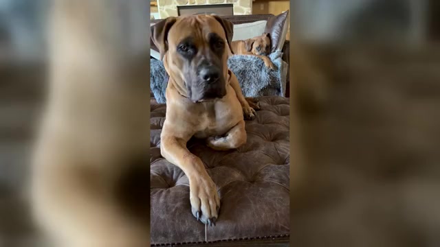 Video preview image #1  Breeder Profile in COMMERCE, TX, USA