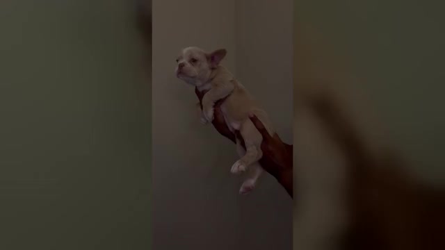 Video preview image #3 French Bulldog Puppy For Sale in IOWA COLONY, TX, USA