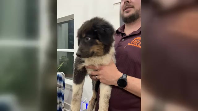 Video preview image #2 Australian Shepherd Puppy For Sale in TYLER, TX, USA