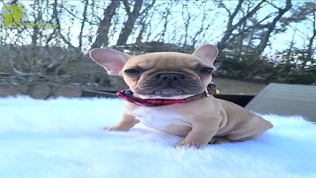 Video preview image #3 French Bulldog Puppy For Sale in CRANSTON, RI, USA