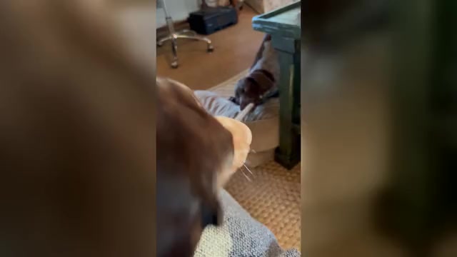 Video preview image #1 German Shorthaired Pointer Puppy For Sale in SAN DIEGO, CA, USA